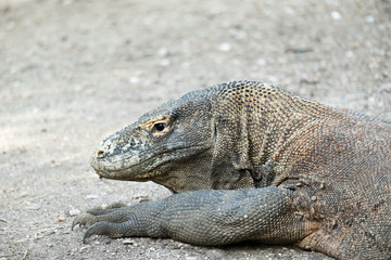 A Komodo dragon of Komodo Nation Park on Rinca Island, Indonesia.