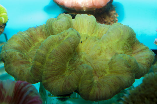 Open Brain Coral