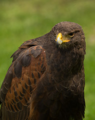 crested serpent eagle