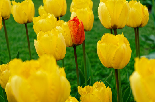Single bi-color tulip inside a field of yellow tulips