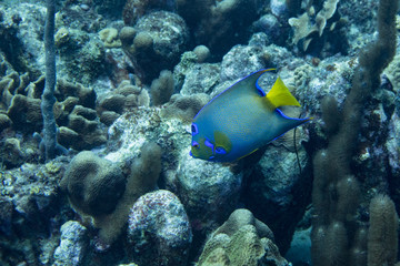 Fototapeta na wymiar The queen angelfish (Holacanthus ciliaris) is a marine angelfish commonly found near reefs in the warmer sections of the western Atlantic Ocean. 