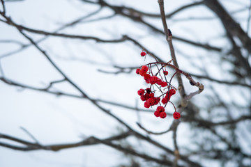 Red berries on a branch in close up with white winter background - 192182066