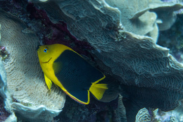 The rock beauty (Holacanthus tricolor) is a species of marine angelfish of the family Pomacanthidae. Other common names include corn sugar, coshubba, rock beasty and yellow nanny. - 192182087