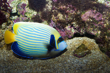 Emperor Angelfish