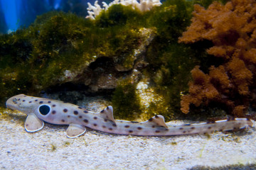 Epaulette Shark Portrait