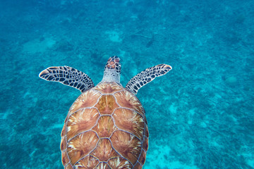 The hawksbill sea turtle (Eretmochelys imbricata) is a critically endangered sea turtle  - 192182272