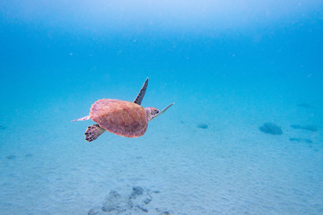 The hawksbill sea turtle (Eretmochelys imbricata) is a critically endangered sea turtle  - 192182288