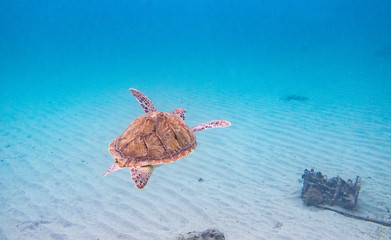 The hawksbill sea turtle (Eretmochelys imbricata) is a critically endangered sea turtle  - 192182295
