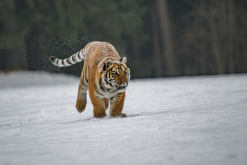 Siberian Tiger in the snow (Panthera tigris) 