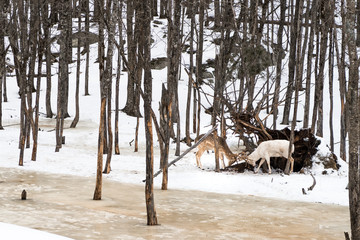 These two white tail deer were fighting in the forest in the snow this winter at omega parc, quebec, canada - 192182494