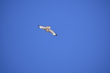 Vögel © Patricia