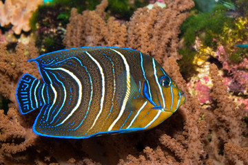 Juvenile Koran Angelfish in Aquarium