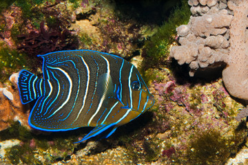 Juvenile Koran Angelfish in Aquarium