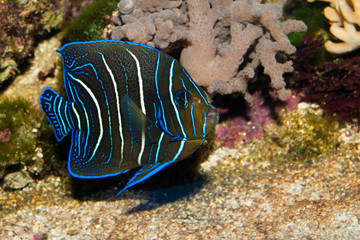 Juvenile Koran Angelfish in Aquarium