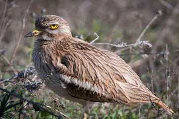 Isolated Stone Curlew Israel