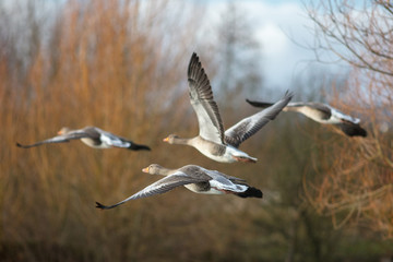 Flight of geese heading off into a February sky.