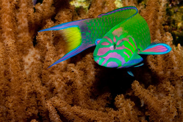 Lyretail Wrasse in front of Coral Landscape