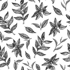 Tea seamless pattern. Hand drawn tea leaf vector illustration. Vintage packaging design. Engraved style.