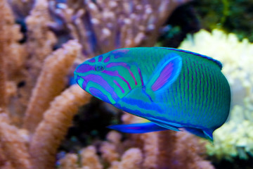 Lyretail Wrasse in front of Coral Landscape