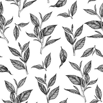 Tea seamless pattern. Hand drawn tea leaf vector illustration. Vintage packaging design. Engraved style.