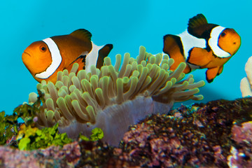 Fototapeta na wymiar Clownfish Pair