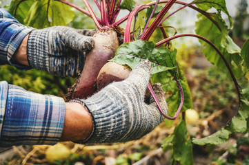 Two male hands holding torn from the garden beets. The concept of urban garden, organic vegetables. Close up.