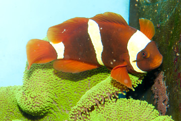 Fototapeta na wymiar Maroon Yellow Stripe Clownfish (Premnas apigramma)