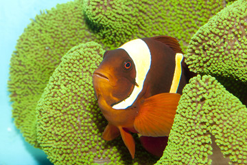 Maroon Yellow Stripe Clownfish (Premnas apigramma)
