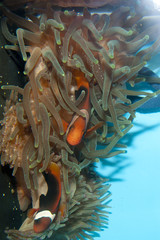 Naklejka na ściany i meble Tomato Clownfish (Amphirion frenatus)