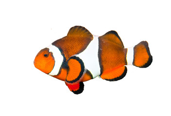 Clownfish in Aquarium