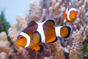 Naklejka na ściany i meble Clownfish in Aquarium