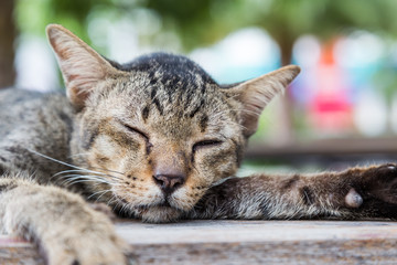 Old cat sleeping on a wooden floor with bokeh background