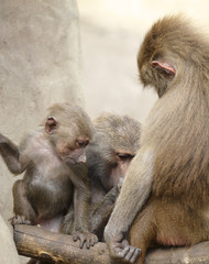 Family of Hamadryas baboons in zoological garden