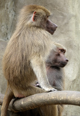 Family of Hamadryas baboons in zoological garden