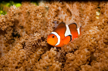 Fototapeta na wymiar Clownfish in Aquarium