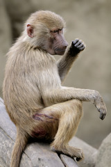 Single Hamadryas baboon in zoological garden