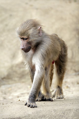Single Hamadryas baboon in zoological garden