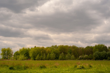 Wiese vor Waldrand mit Löwenzahn bei bewölktem Himmel