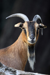 Single African Pygmy goat in zoological garden © Art Media Factory