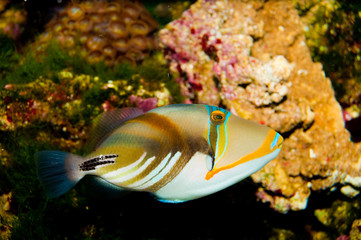 Picasso Triggerfish