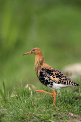 Single Ruff bird on grassy wetlands during a spring nesting period