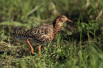 Single Ruff bird on grassy wetlands during a spring nesting period