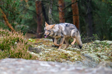 Fototapeta premium The gray wolf or grey wolf (Canis lupus) standing on a rock
