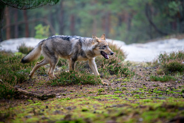 The gray wolf or grey wolf (Canis lupus) standing on a rock