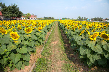 Fototapeta na wymiar Landscape view of beautiful sunflowers field blooming, close up sunflowers from garden with blue sky against a bright, sunflowers oil for improves skin health and promote cell