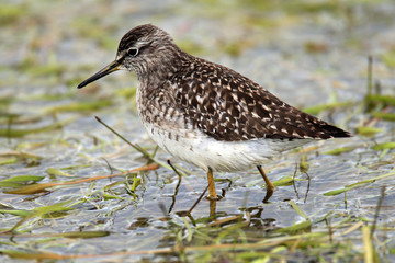 Single Wood sandpiper bird on grassy wetlands during a spring nesting period