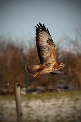 Bussard im Flug