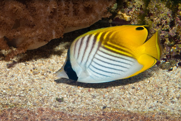 Fototapeta na wymiar Threadfin Butterflyfish in Aquarium