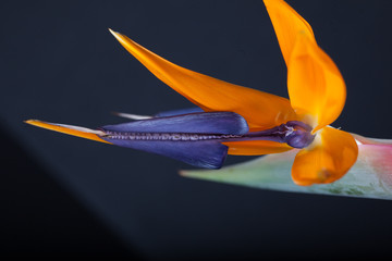 Papageienblüte