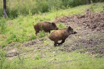 Group of juvenile Wild boars in a forest during summer period